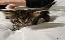 Mixed Breed cats for sale: Beautiful mixed kittens - Advert 2