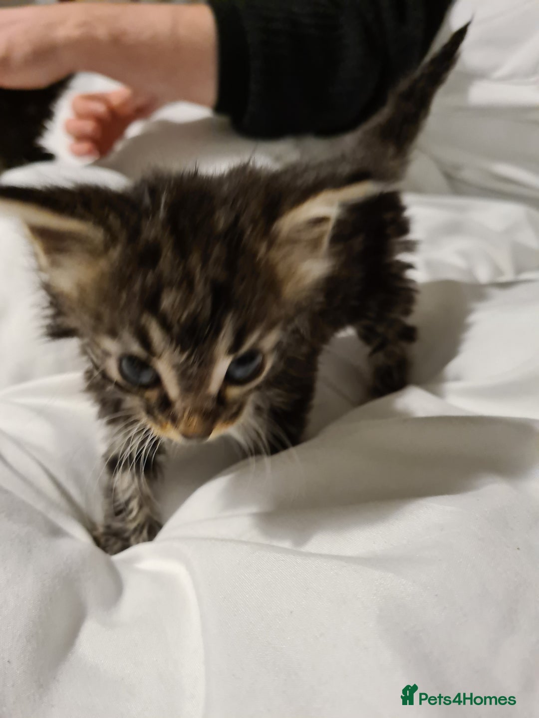 Mixed Breed cats for sale: Beautiful mixed kittens - Advert 2