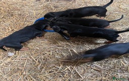 Mixed Breed dogs for sale: Dachshund Crosses - Image 9