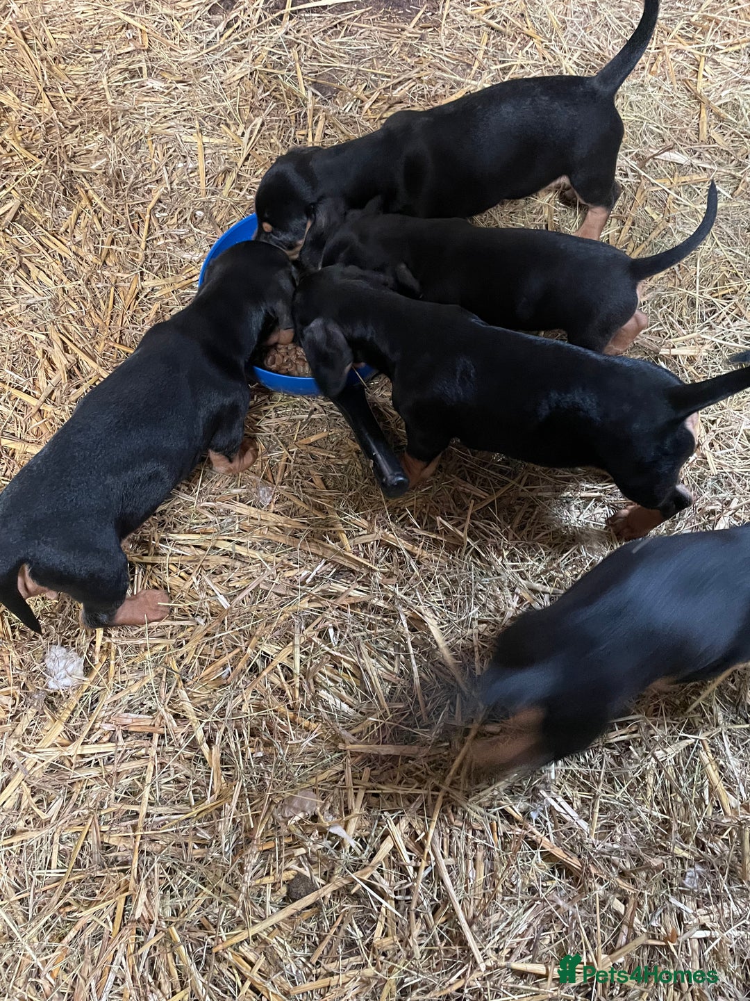 Mixed Breed dogs for sale: Dachshund Crosses - Image 9