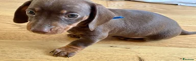 Miniature Dachshund 1 - boy 