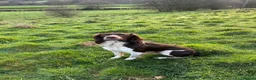 English Springer Spaniel dogs for stud: Heavily marked working ESS For Stud - Advert 5
