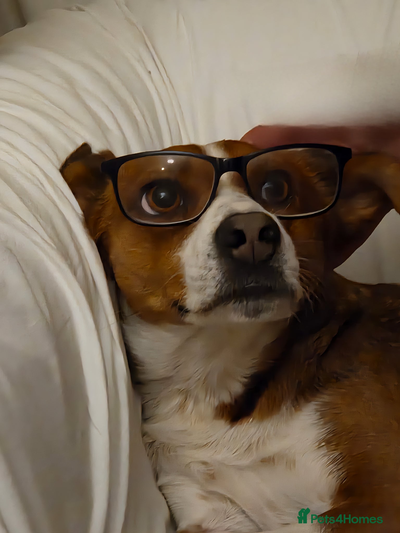 Mixed Breed dogs Affectionate Milli looking for experienced owners - Advert 1