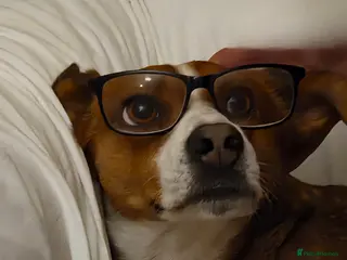 Mixed Breed dogs Affectionate Milli looking for experienced owners - Advert 1