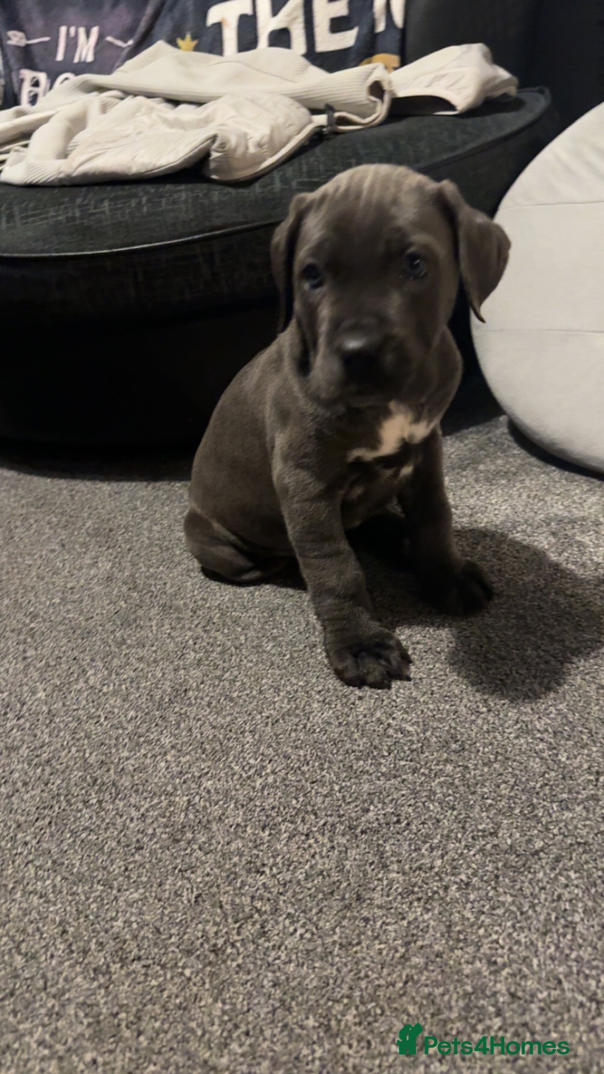 Cane Corso dogs for sale: cane corso puppies  - Advert 2