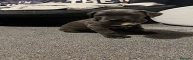 Cane Corso 7