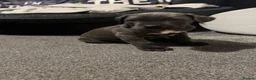 Cane Corso dogs for sale: cane corso puppies  in Leeds - Advert 2