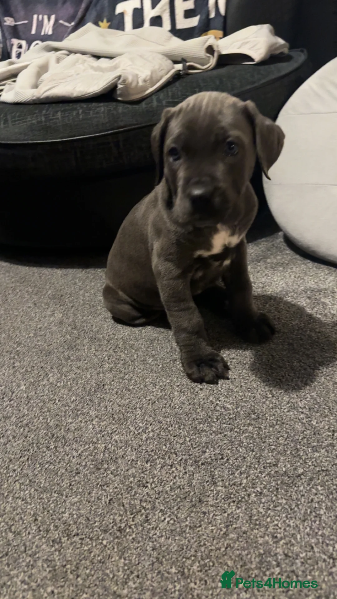 Cane Corso dogs for sale: cane corso puppies  in Leeds - Advert 2