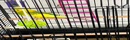 Budgerigars birds for sale: Budgie and cage free to good home - Advert 5