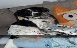 Mixed Breed dogs for sale: Oscar in need of forever home❤️ - Image 2
