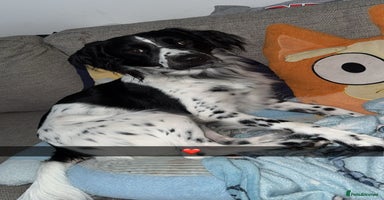 Mixed Breed dogs - Advert 8