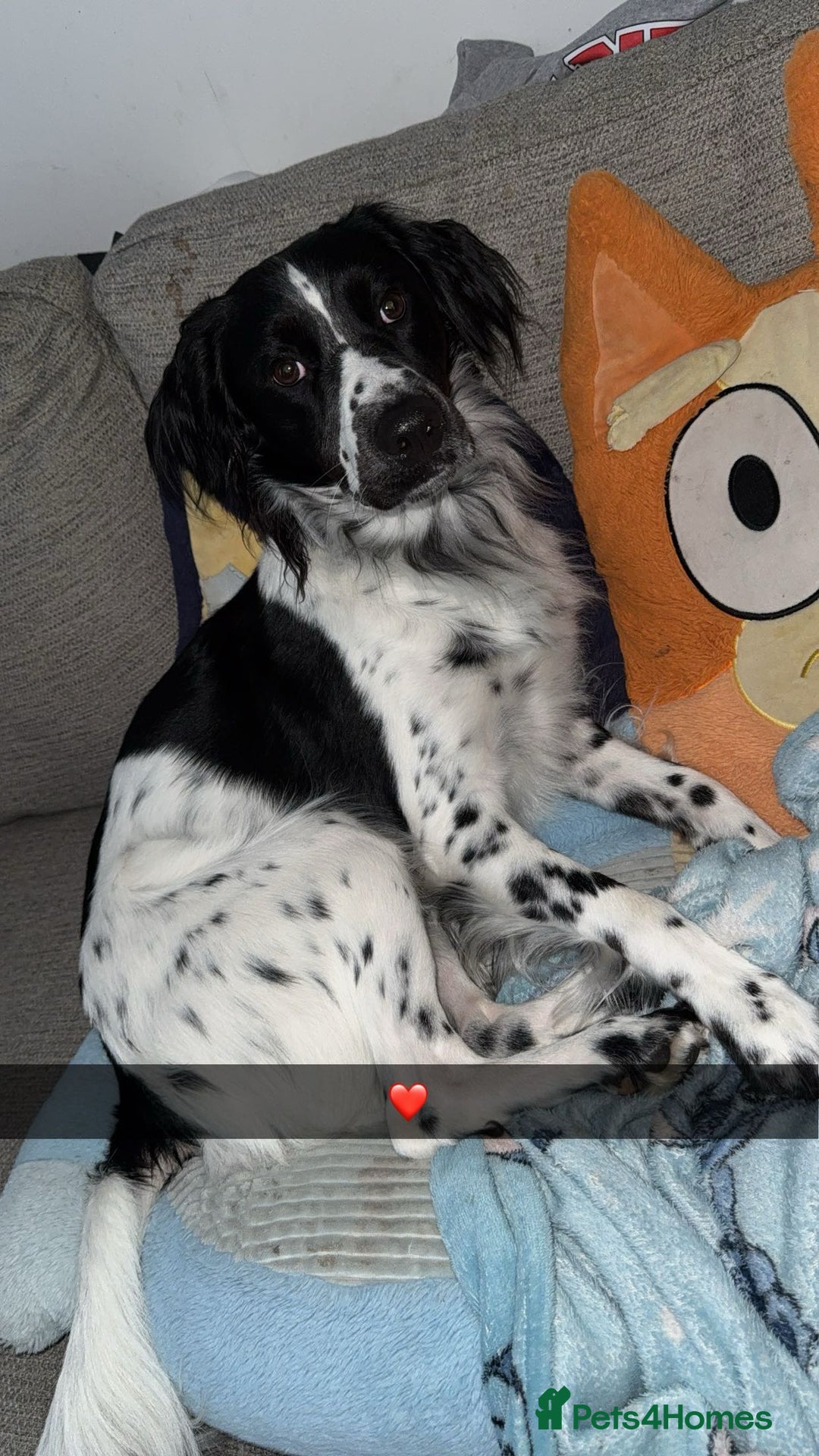 Mixed Breed dogs for sale: Oscar in need of forever home❤️ - Image 2