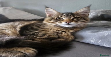 Maine Coon cats - Advert 1