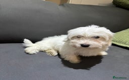 Coton De Tulear dogs for sale: Coton de tulear puppies for sale  - Advert 9