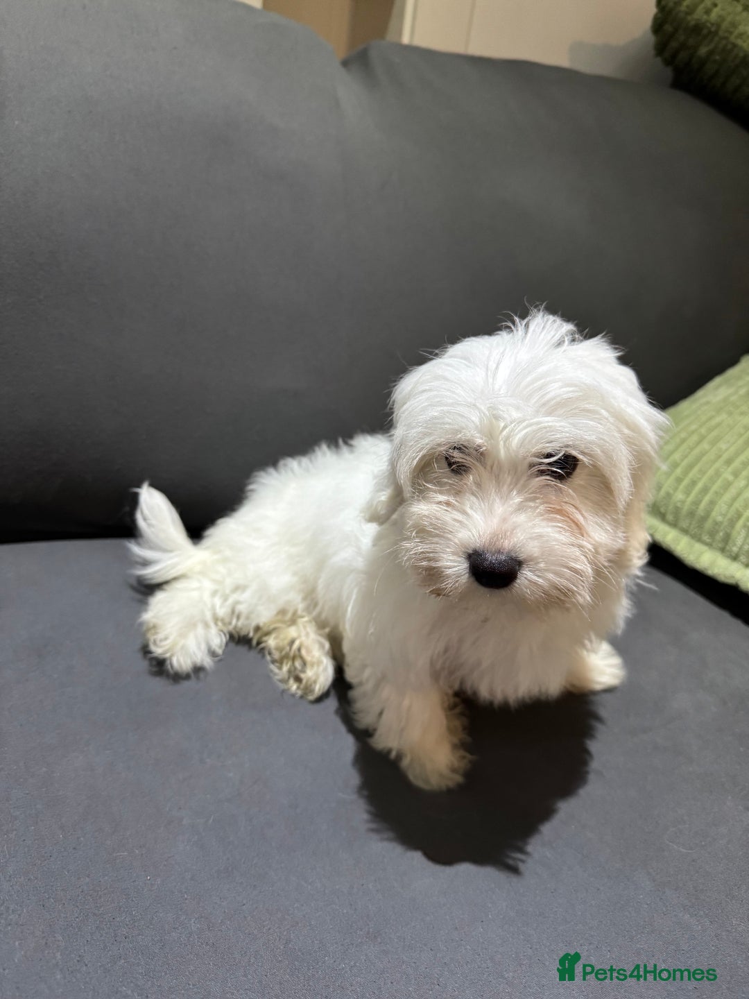 Coton De Tulear dogs for sale: Coton de tulear puppies for sale  - Advert 9