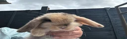 Mini Lop rabbits for sale: Beautiful mini lops in Poole - Advert 2