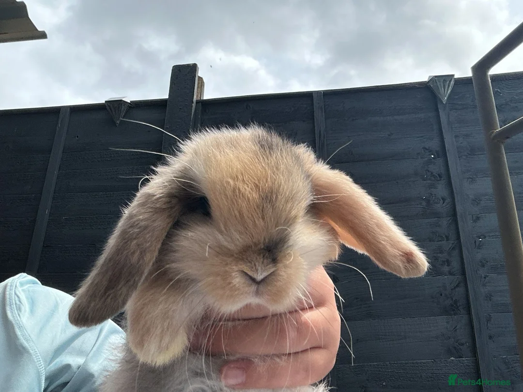 Mini Lop rabbits for sale: Beautiful mini lops in Poole - Advert 2