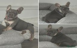 French Bulldog dogs for sale: French Bulldog 1 Fur Baby ‼️PRICE DROP £750‼️ - Image 1