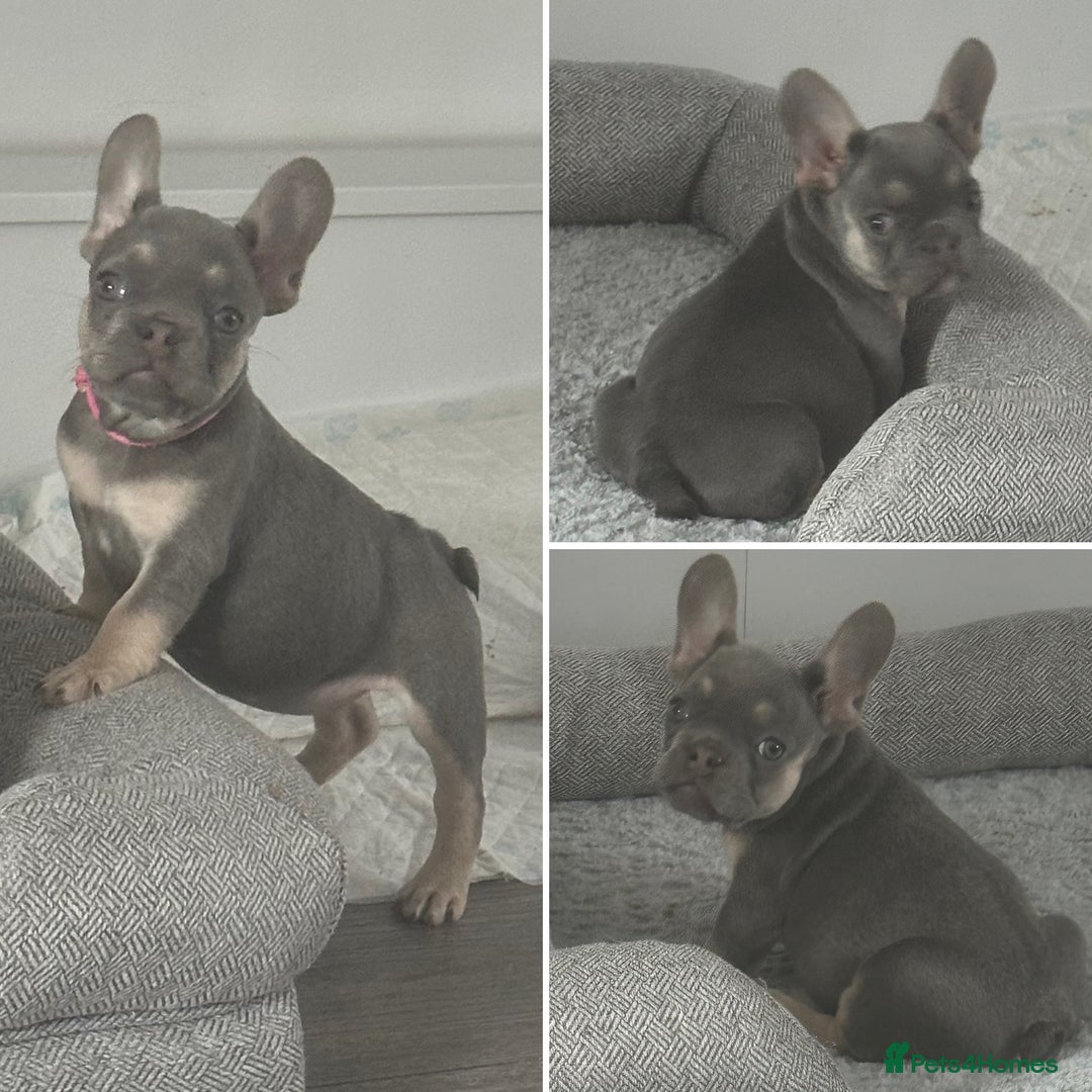 French Bulldog dogs for sale: French Bulldog 1 Fur Baby ‼️PRICE DROP £750‼️ - Image 1