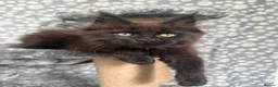 Maine Coon cats for sale: 🐾Tica registered Maine Coon Kittens Available 🐾 - Advert 3