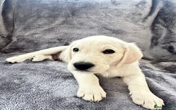 Golden Retriever dogs for sale: KC REGISTERED GOLDEN RETRIEVER PUPS - Image 14