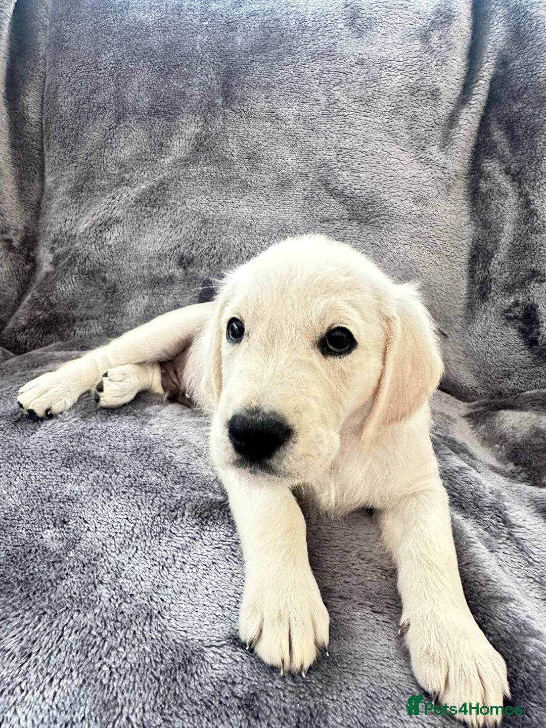 Golden Retriever dogs for sale: KC REGISTERED GOLDEN RETRIEVER PUPS - Image 14