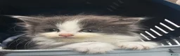 Persian cats for sale: Lovley half perian  - Advert 17