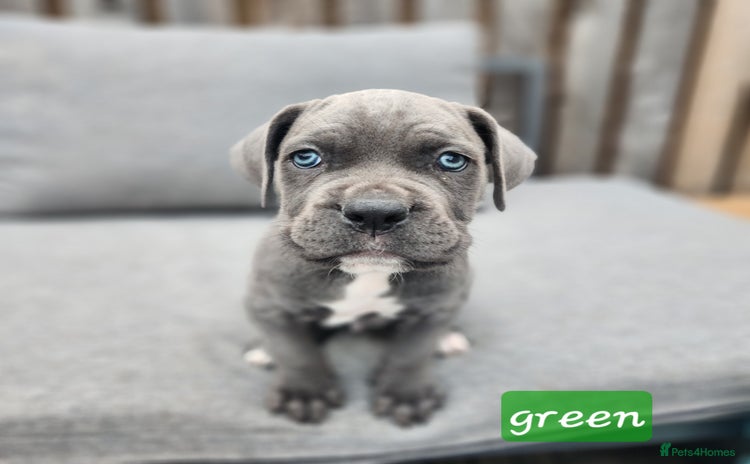 Cane Corso dogs - Advert 1