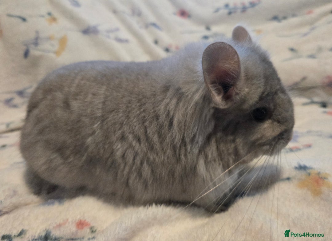 Chinchilla rodents for sale: Gorgeous Tan Royal Persian Angora Poss VC/BDC - Advert 21