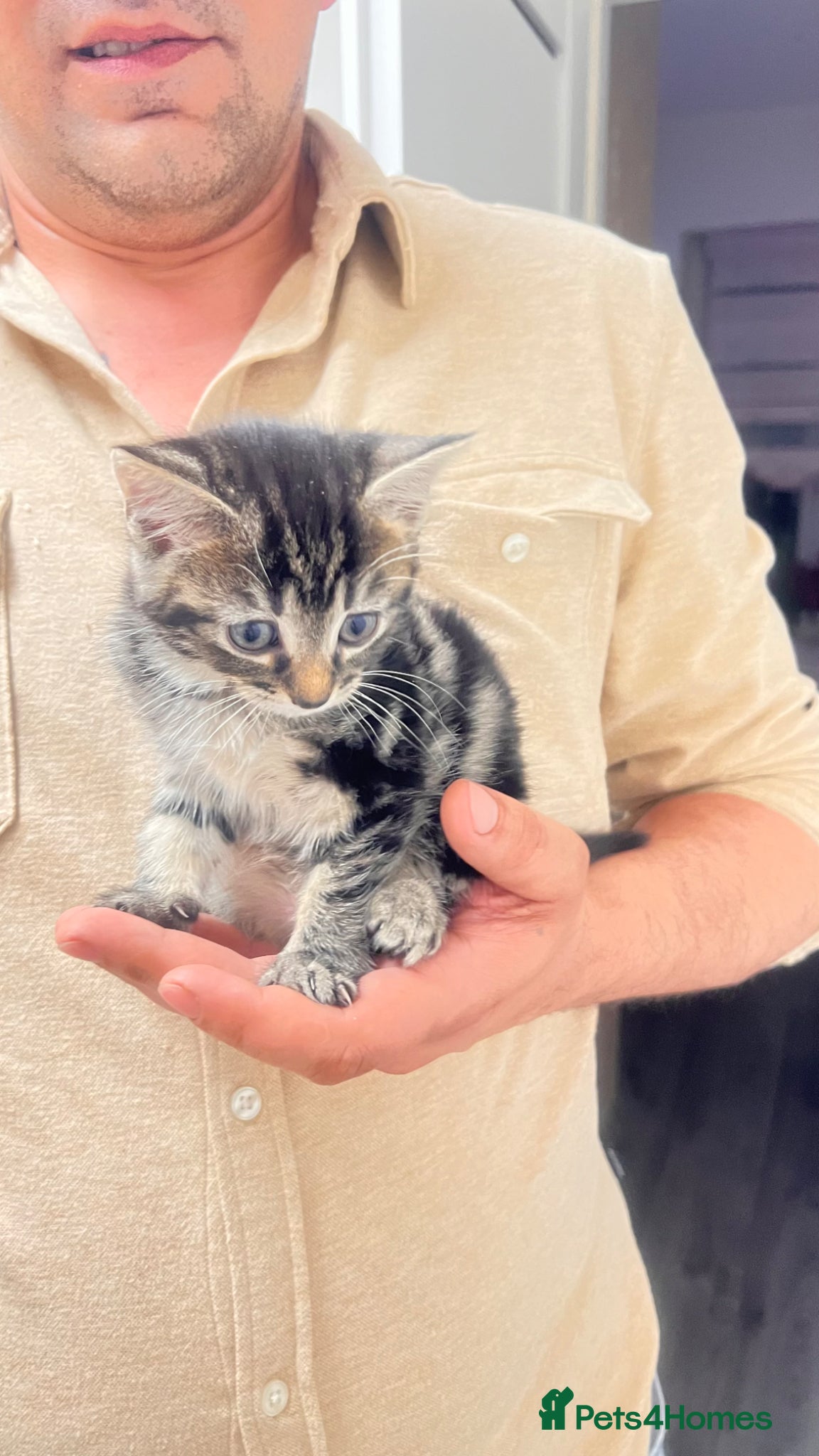 British Longhair cats Tabby kittens for sale taby male and female  - Advert 1