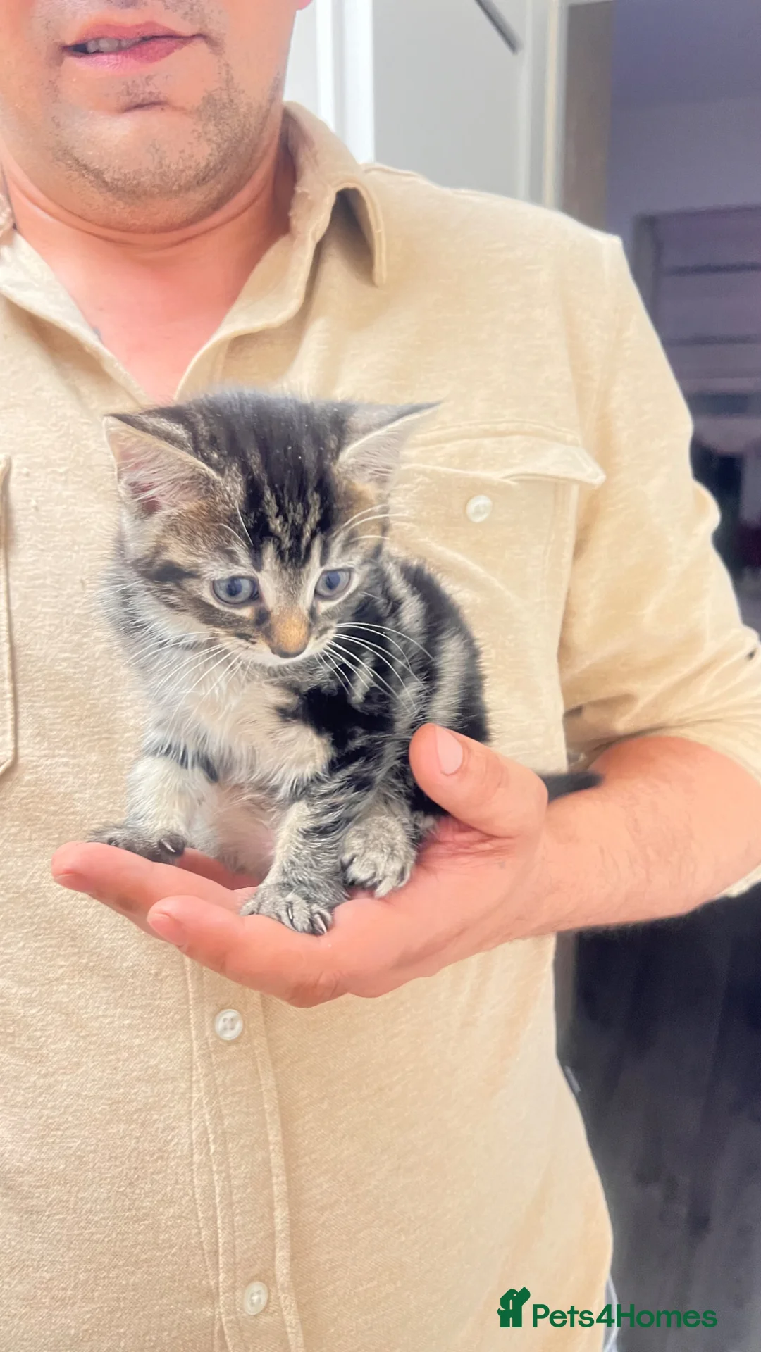 British Longhair cats for sale: Tabby kittens for sale taby male and female  - Advert 1