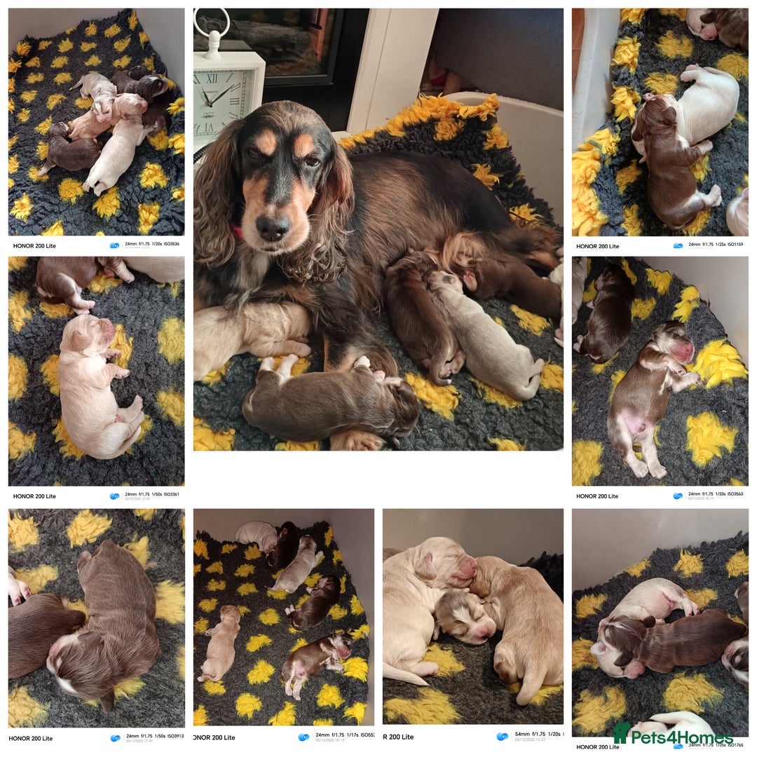 Cocker Spaniel dogs for sale: Show type Cocker Spaniel puppies - Advert 6