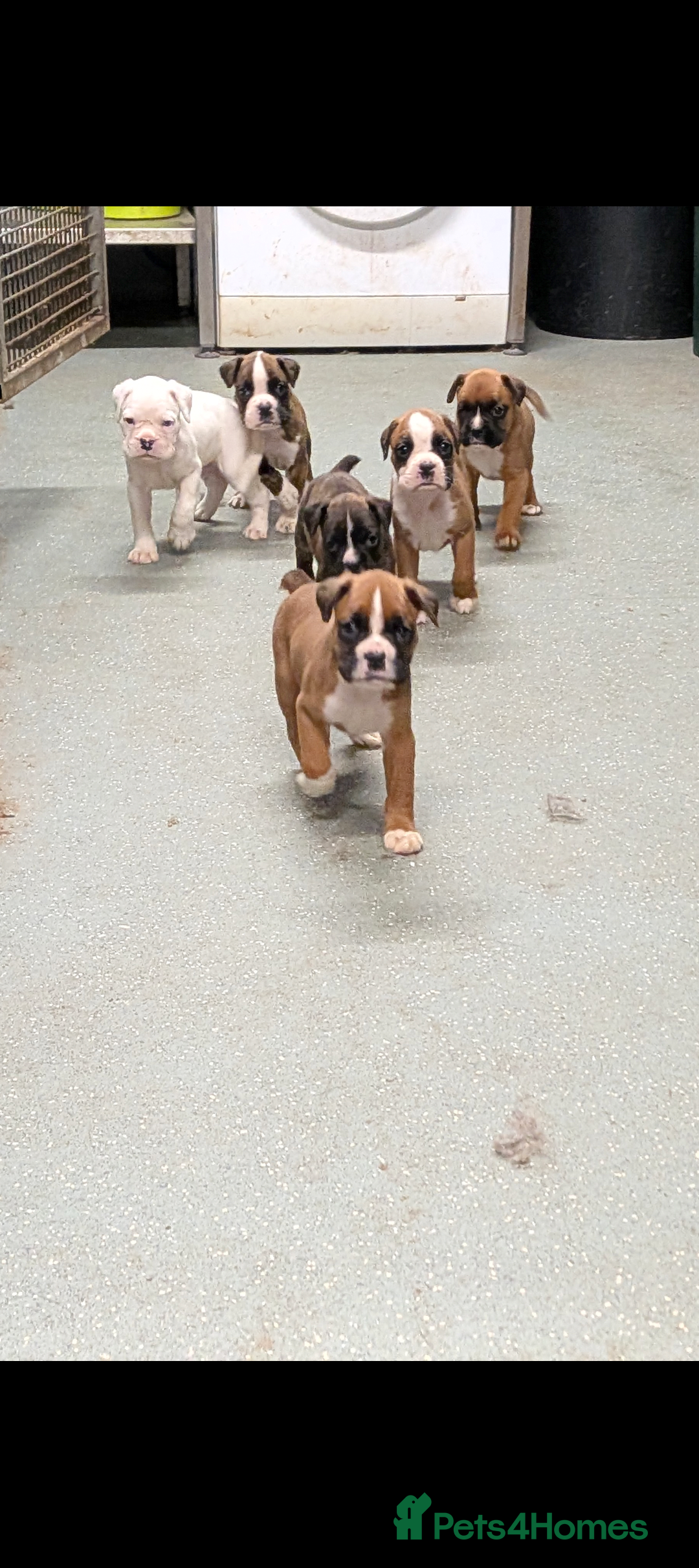 Boxer dogs KC registered tailed and bobtailed boxer puppies  - Advert 2