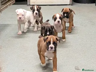 Boxer dogs KC registered tailed and bobtailed boxer puppies - Advert 2