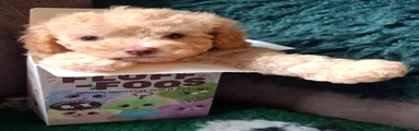 Roo