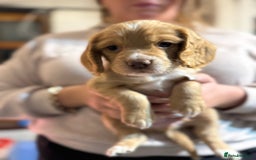Cocker Spaniel dogs for sale: The most beautiful Working Cocker Puppies - Image 10