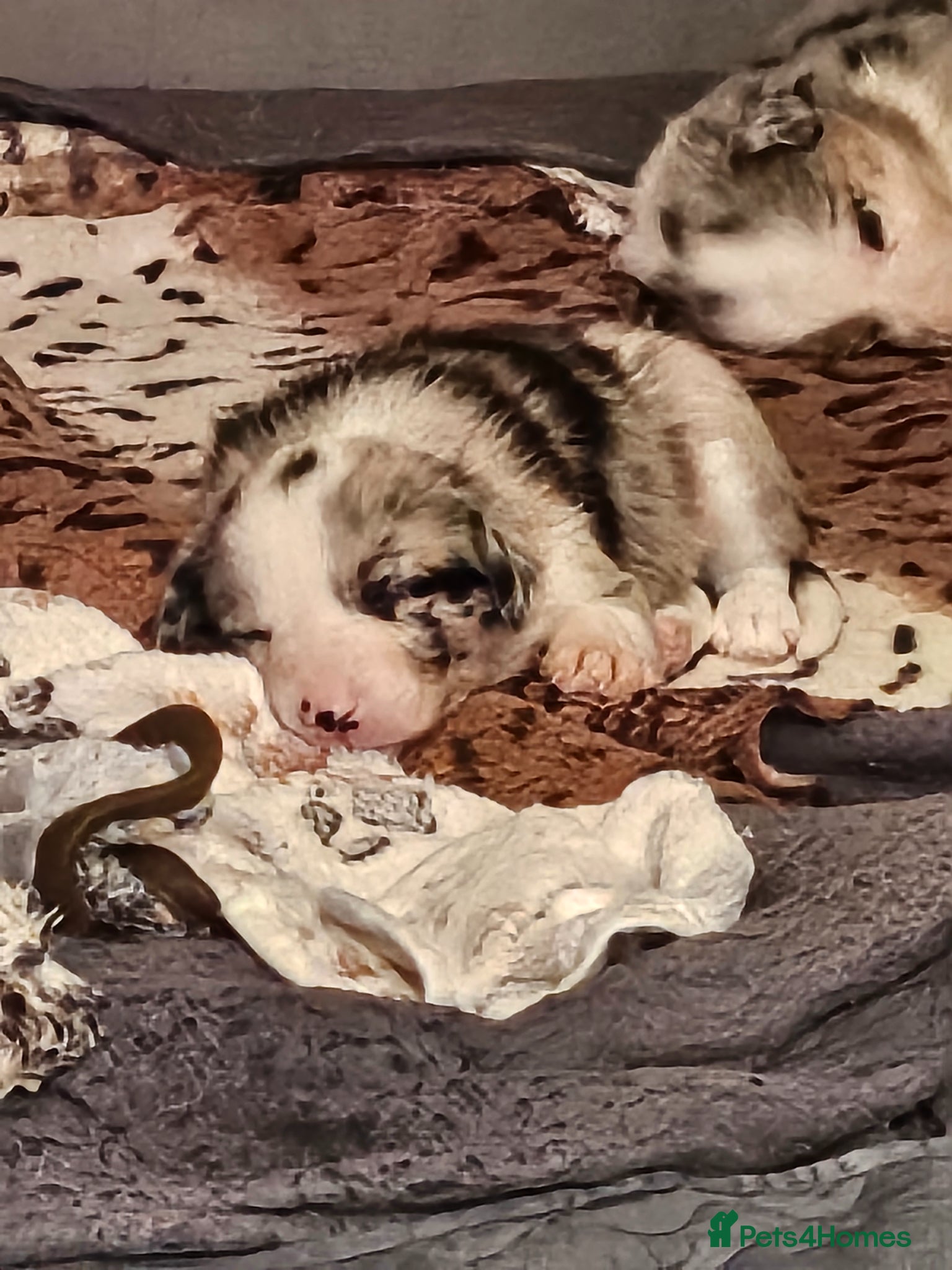 Border Collie dogs 🐾 Adorable Home-Reared Border Collie Puppies 🐾 - Advert 2