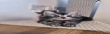 Grey girl
