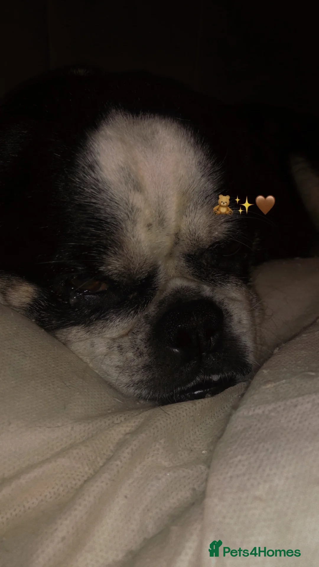 Mixed Breed dogs for sale: 6 year old senior for rehome  in Liverpool - Advert 2