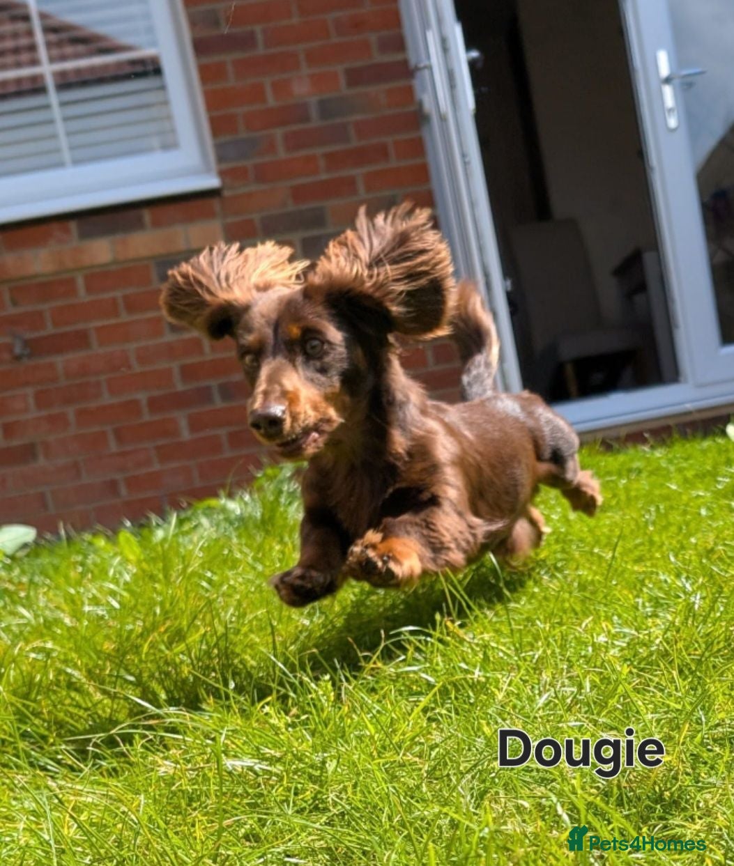 Miniature Dachshund dogs True longhaired minature dachshunds  - Advert 2