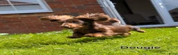 Miniature Dachshund dogs for sale: True longhaired minature dachshunds  - Advert 29