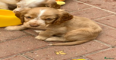 Cocker Spaniel dogs - Advert 3
