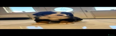 Bernese Mountain Dog 3
