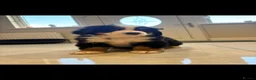 Bernese Mountain Dog dogs for sale: Kc reg bernese mountain pup's  - Advert 4