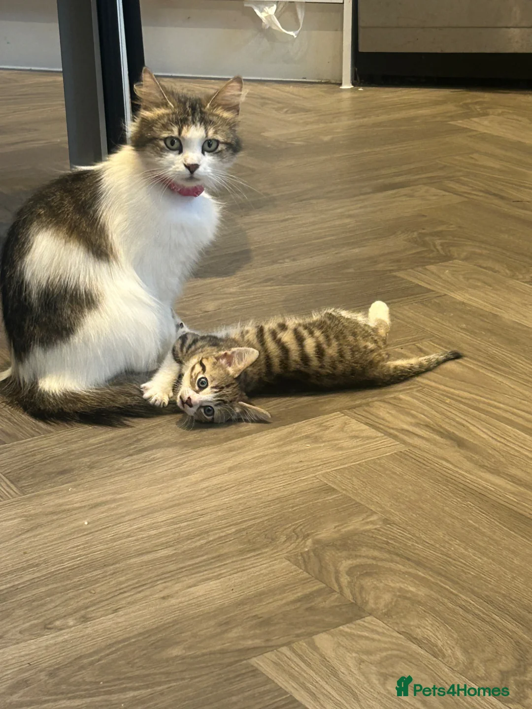 Norwegian Forest Cat cats for sale: I fluffy Norwegian left  - Advert 4