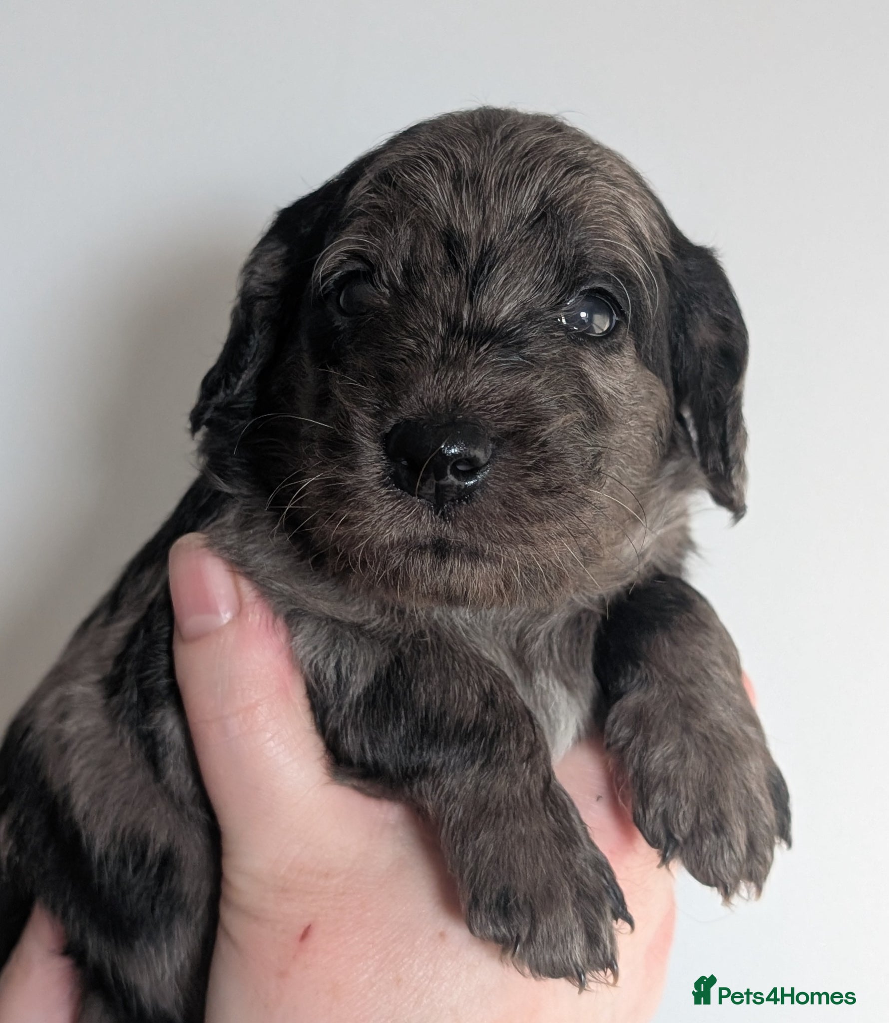 Labradoodle dogs for sale: Unique Labradoodles - Merle, Phantom, Black, Red - Advert 37