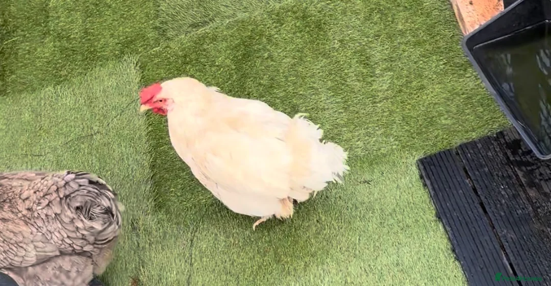 Chickens poultry for sale: 4 chickens hens for sale  - Advert 2