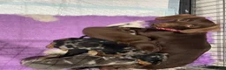 Miniature Dachshund dogs for sale: 5 Miniature Daschund Boys - Advert 3