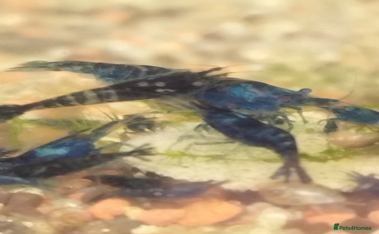 Shrimps fish - Advert 1