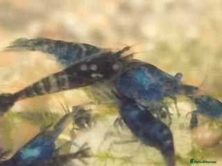 Shrimps fish - Advert 1